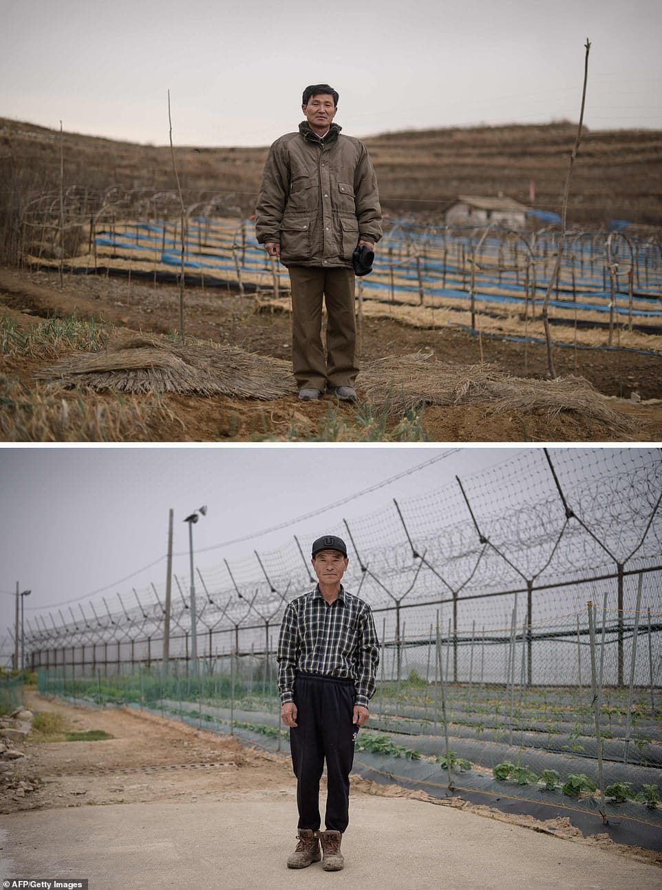 4339096-6176685-farmer_kim_young_guk_top_poses_in_front_of_a_ginseng_field_outsi-a-4_1537212480966