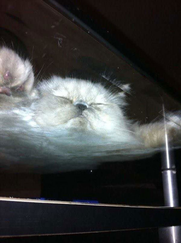 funny-cats-on-glass-19-5c37594def513__605