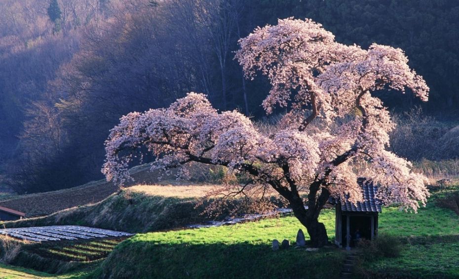 606155-4391155-R3L8T8D-1000-spring_in_japan-wallpaper-1920x1200-1000-7e267999f0-1484645307