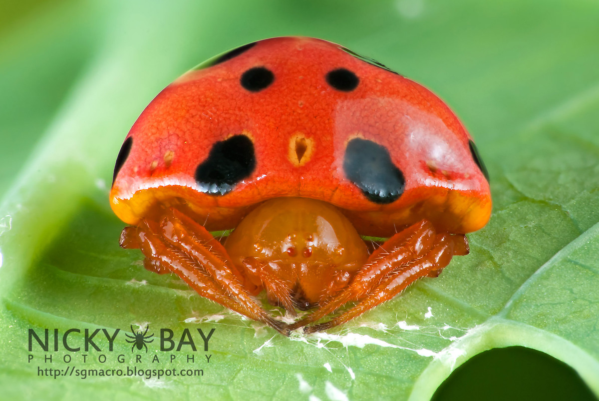 Божья коровка окраска предупреждающая. Мимикрия Божьей коровки. Ladybird mimic паук. Паук Мимикрия. Паук Божья коровка.