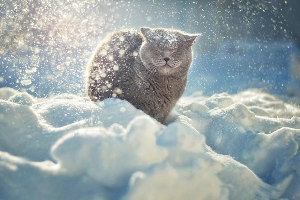 animals-in-winter-18