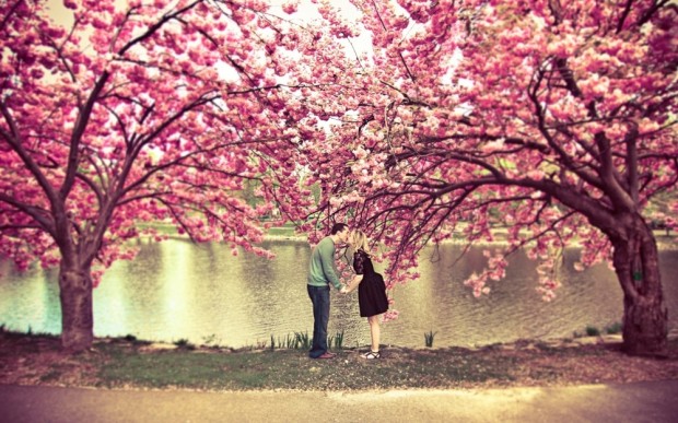 4379105-R3L8T8D-1000-sakura-tree-flower-spring-pond-couple-kiss-love-nature