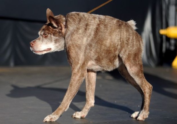 Cei mai urâți câini din lume PC: huffingtonpost.com