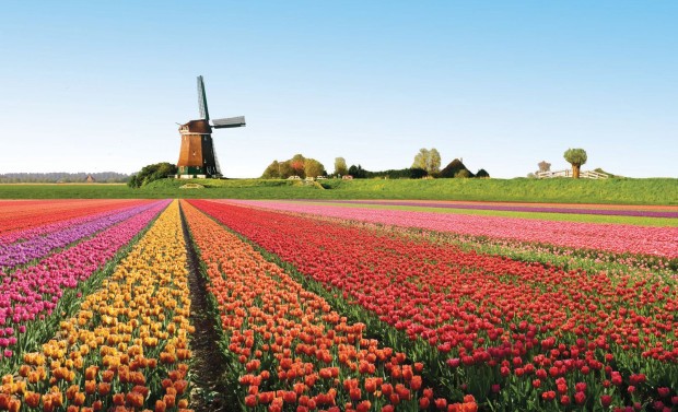 gohagan_rldutchww_2012_01_hollandwindmilltulips