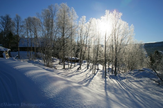 Sun on frost-covered birches