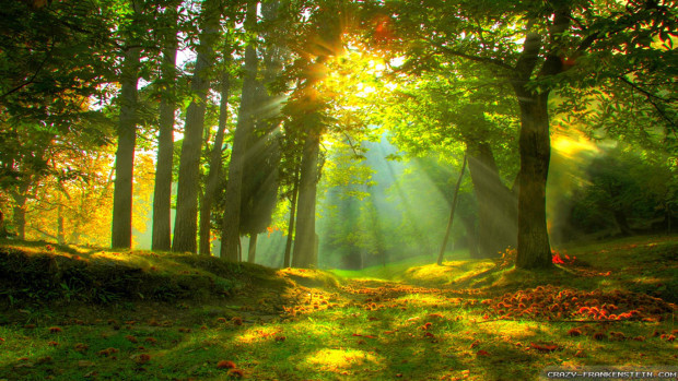 summer-forest-wallpapers-1366×768