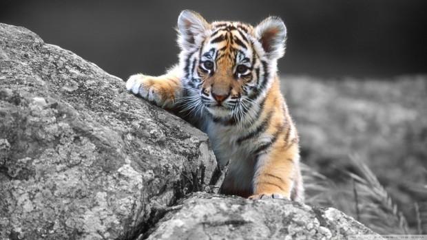 cute-tiger-cub_00446918