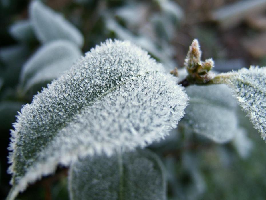 how-to-protect-your-spring-plants-heavy-frost