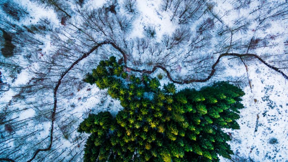 A patch of pines in the middle of the forest