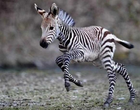 zebra1