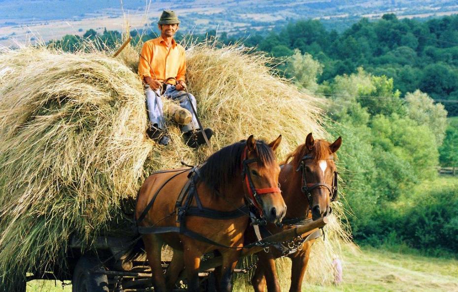 (foto) Cuvinte uitate ale Moldovei ediția XXIV: molcom; țâdulă, goz, abțiguit, măramă