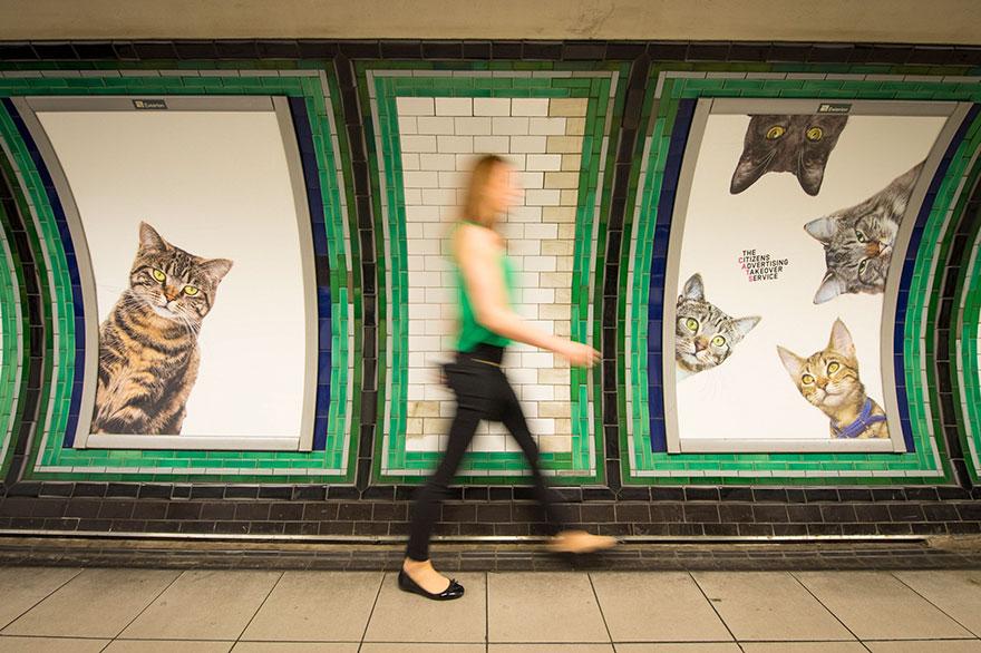 cat-ads-underground-subway-metro-london-11