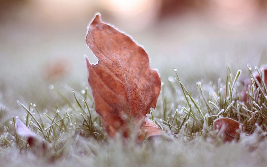 frost-nature-1280×800