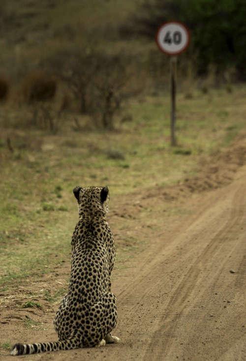 *** EXCLUSIVE - VIDEO AVAILABLE *** HOEDSPRUIT, SOUTH AFRICA: Vaughan Jessnitz wins one of the Highly Commended certificates for his image of a cheetah walking down a main road in a nature reserve in South Africa suddenly noticed a speeding sign, and promptly sat down as if to ponder this speed limit, Hoedspruit, South Africa. The Comedy Wildlife Photo Awards 2016 have come to an end as the winners for this year?s competition are revealed. This year?s contest featured over 2,200 hilarious entries from around the world, with each of the contenders combining exquisite photography skills and perfect comedy timing. The awards ceremony took place at the Underdog Gallery in London on November 9, with winners collecting trophies in five separate categories and an additional 10 highly commended photographers each receiving a certificate. PHOTOGRAPH BY Vaughan Jessnitz / Barcroft Images London-T:+44 207 033 1031 E:hello@barcroftmedia.com - New York-T:+1 212 796 2458 E:hello@barcroftusa.com - New Delhi-T:+91 11 4053 2429 E:hello@barcroftindia.com www.barcroftimages.com