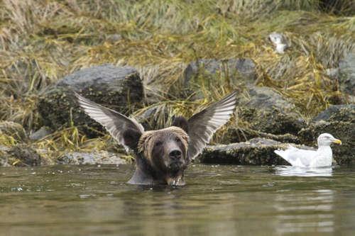 *** EXCLUSIVE - VIDEO AVAILABLE *** UNSPECIFIED, SEPTEMBER, 2015: Adam Parsons wins one of the Highly Commended certificates with his image of a bear appearing to have wings growing from it?s head in a photo taken by Adam Parsons, September, 2015. The Comedy Wildlife Photo Awards 2016 have come to an end as the winners for this year?s competition are revealed. This year?s contest featured over 2,200 hilarious entries from around the world, with each of the contenders combining exquisite photography skills and perfect comedy timing. The awards ceremony took place at the Underdog Gallery in London on November 9, with winners collecting trophies in five separate categories and an additional 10 highly commended photographers each receiving a certificate. PHOTOGRAPH BY Adam Parsons / Barcroft Images London-T:+44 207 033 1031 E:hello@barcroftmedia.com - New York-T:+1 212 796 2458 E:hello@barcroftusa.com - New Delhi-T:+91 11 4053 2429 E:hello@barcroftindia.com www.barcroftimages.com