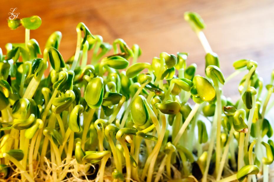 Sunflower sprouts