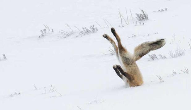 Comedy Wildlife Awards Finals