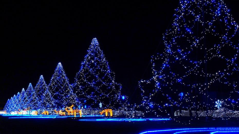 japan-christmas-trees