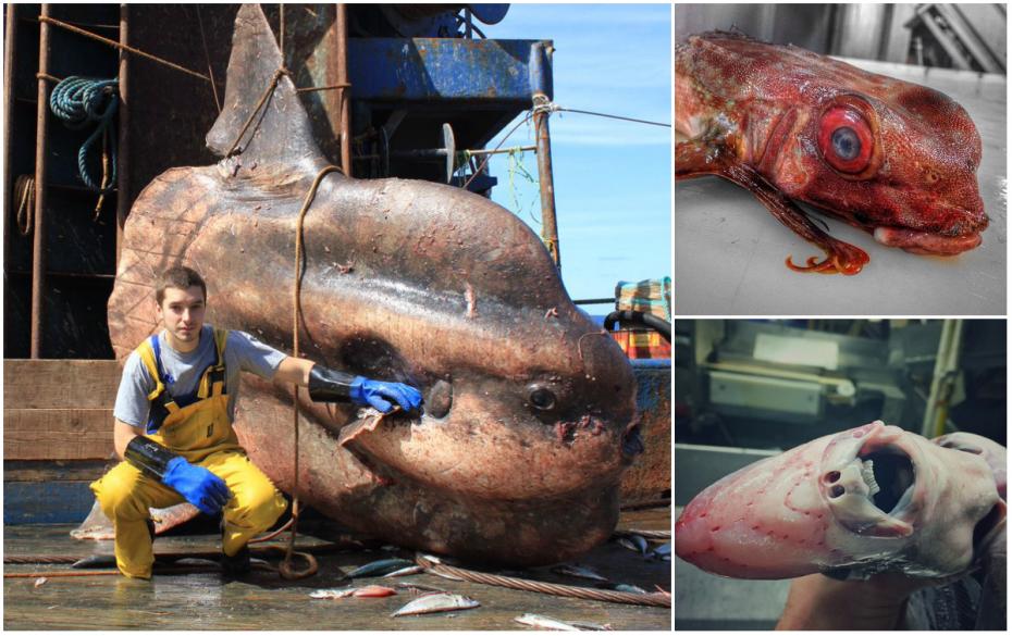 (foto) Creaturi marine terifiante. Lecția de biologie pe care o dă un tânăr pescar din Rusia