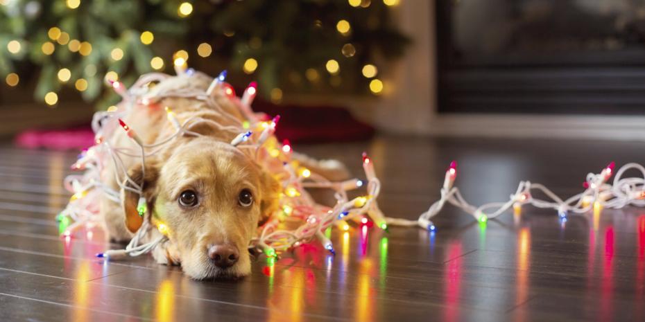 o-sad-christmas-dog-facebook