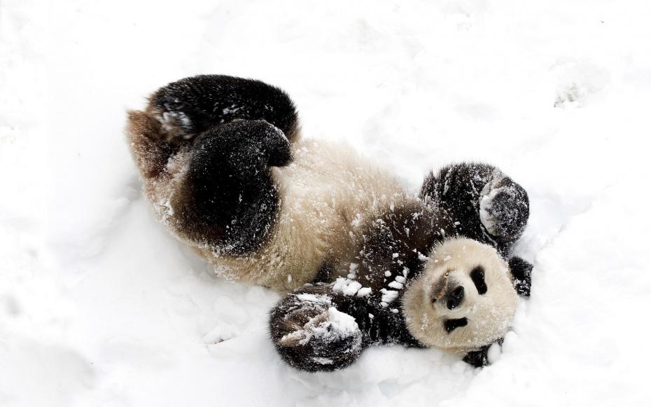 panda-snow-fun