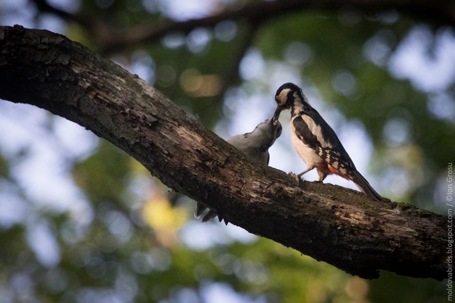 (foto) Moldova birds – blogul unde puteți vedea aproape toate păsările care sunt sau au trecut prin Moldova