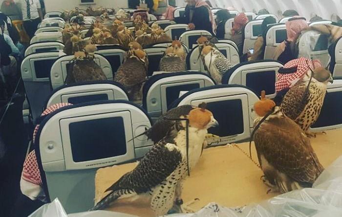 80-falcons-on-plane-saudi-prince-1