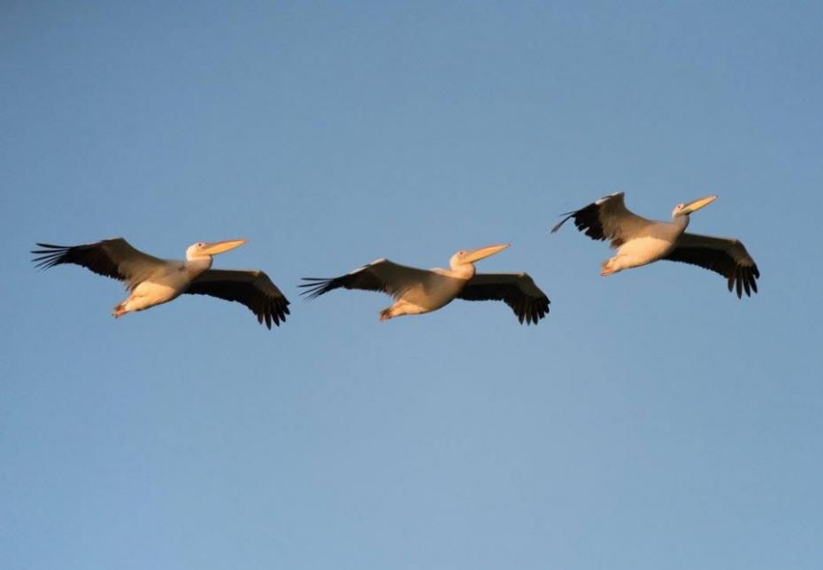 (foto) Oameni și locuri dragi: Revenirea pelicanilor la lacul Beleu