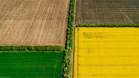 (grafic) Rezultatele pagubelor ninsorilor din aprilie:  34 de mii de hectare agricole afectate