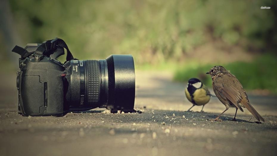 Oportunitate pentru cei pasionați de fotografie. Concurs cu tematica de mediu și sănătate