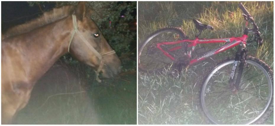 (foto) Doi minori au furat un cal și o bicicletă și au încercat să treacă frontiera în mijlocul nopții