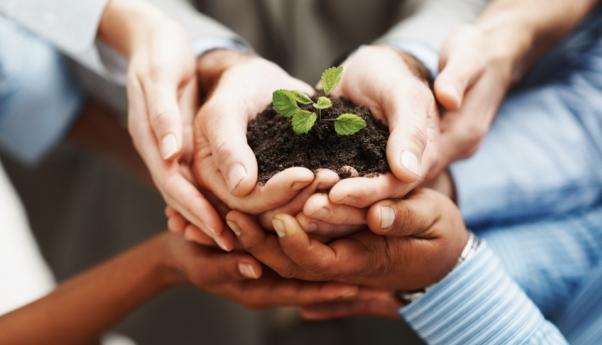 Business development – Hands holding seedling in a group