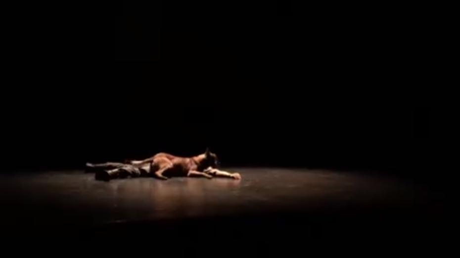 (video) Laky, Patrupedul Poliției de Frontieră, a jucat în piesa de teatru „Woyzeck”. Iată cum a evoluat