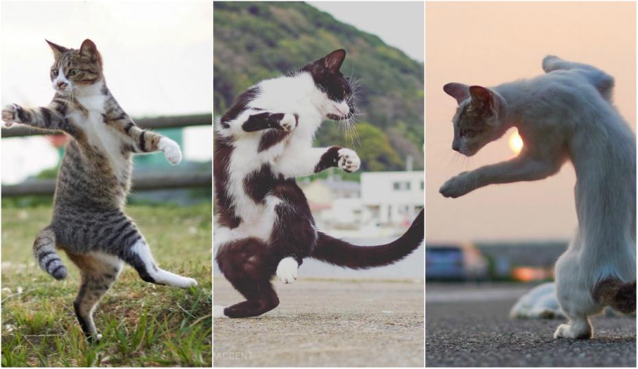 (galerie foto) „Pisicile Ninja”. Cum arată elegantele feline în acțiune