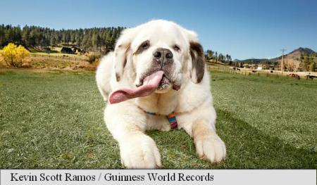 În Cartea Recordurilor pentru cea mai lungă limbă de câine. Cum arată femela Saint Bernard