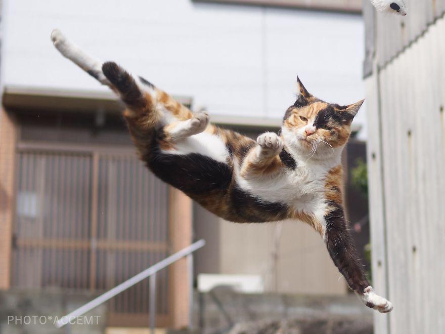 ninja-cats-photography-hisakata-hiroyuki-59f19ad3a95f6__880