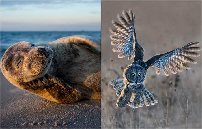 (galerie foto) Cele mai bune fotografii ale lumii sălbatice, premiate la concursul „Nature Photographer of the Year 2017”