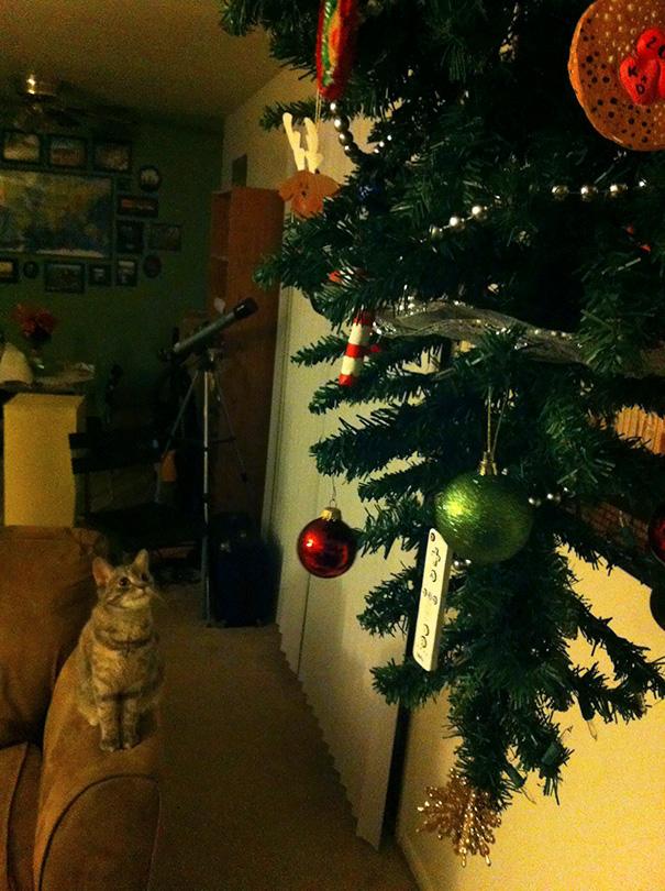 protecting-christmas-tree-from-dogs-cats-pets-7-585a67a8843d3__605