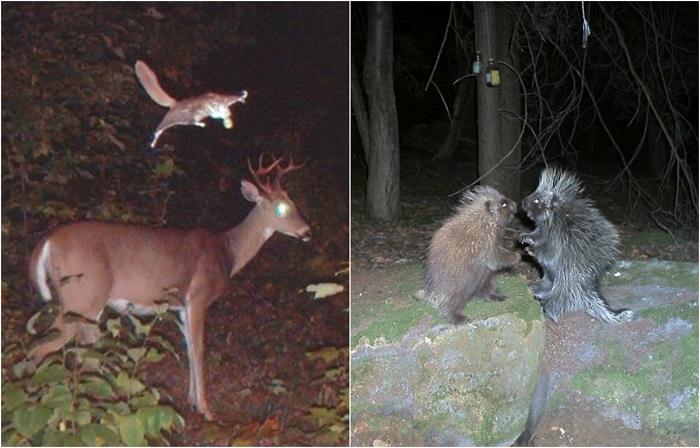 (foto) Viață nocturnă. Cum trăiesc animalele sălbatice atunci când nu sunt urmărite de ochii oamenilor