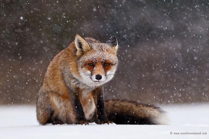 09I2775_red_fox_snowing-5a3271b45c97f__880