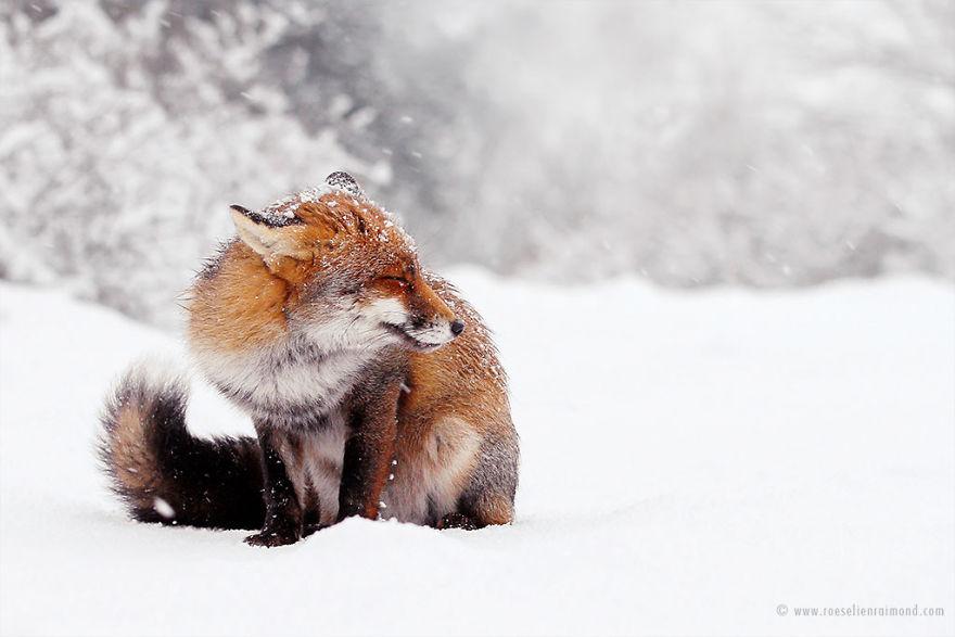 MG_1595_fox_snow-5a3271b66ec1b__880