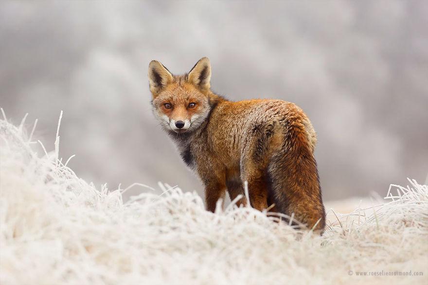 X1B6452red_fox_frost-5a3271c2edc16__880