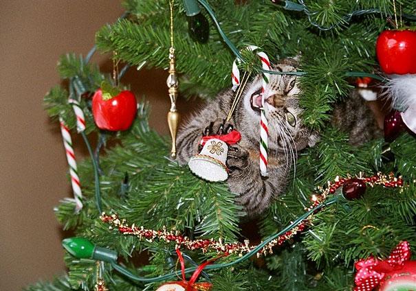 XX-animals-destroying-Christmas-16__605