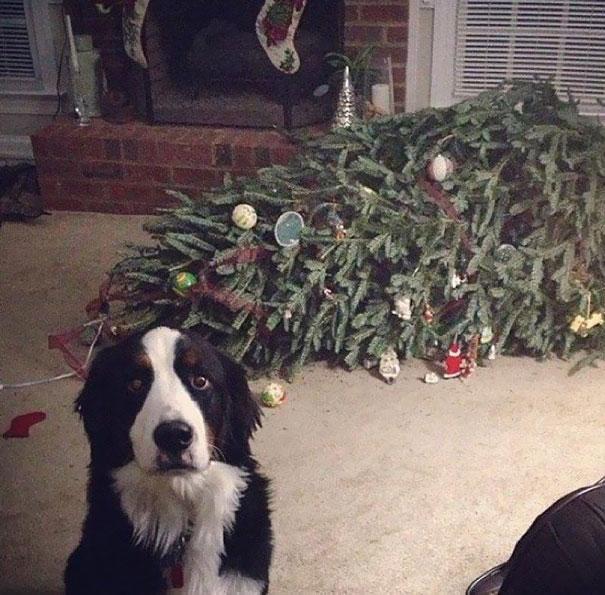 XX-animals-destroying-Christmas-1__605