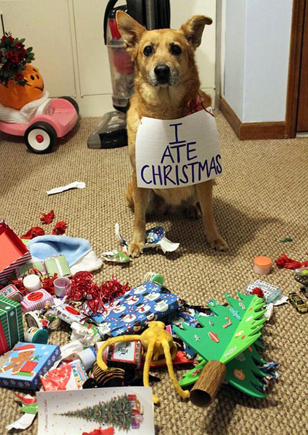 XX-animals-destroying-Christmas-3__605