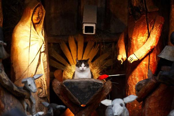 cats-crashing-nativity-scenes-141-5a2a548c99664__605