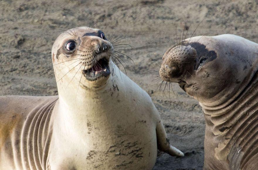 comedy-wildlife-photography-awards-winners-2017-9-5a33d73c56747__880