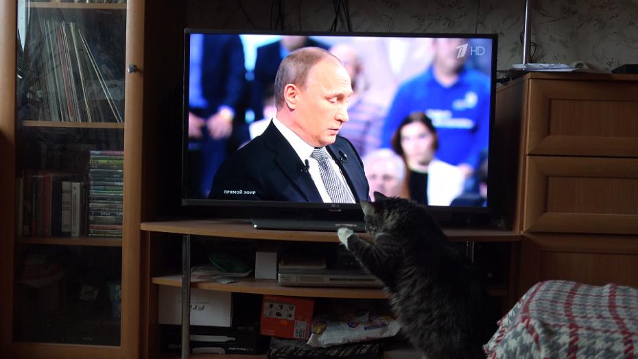 the-cat-looks-at-the-russian-president-vladimir-putin-on-tv-4k_bdc9cbog__F0000