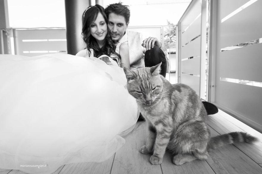 I-do-post-marriage-private-shooting-with-Cats-5a4deb758ec70__880