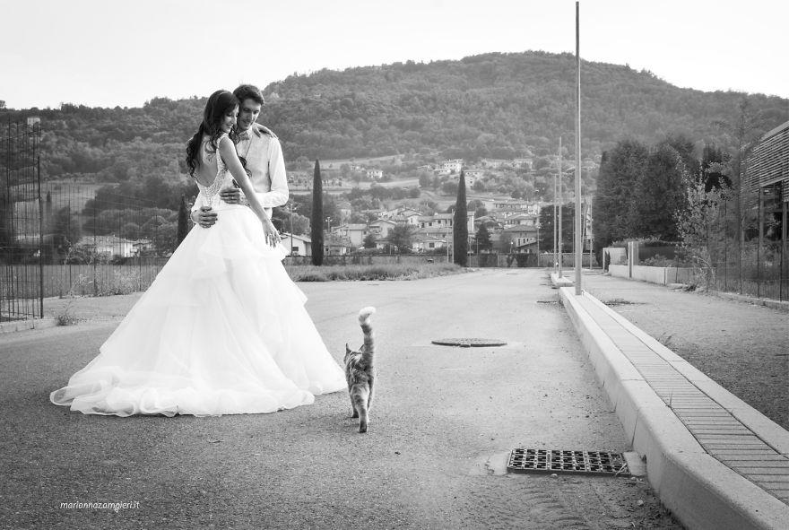 I-do-post-marriage-private-shooting-with-Cats-5a4deb8f4dd3f__880